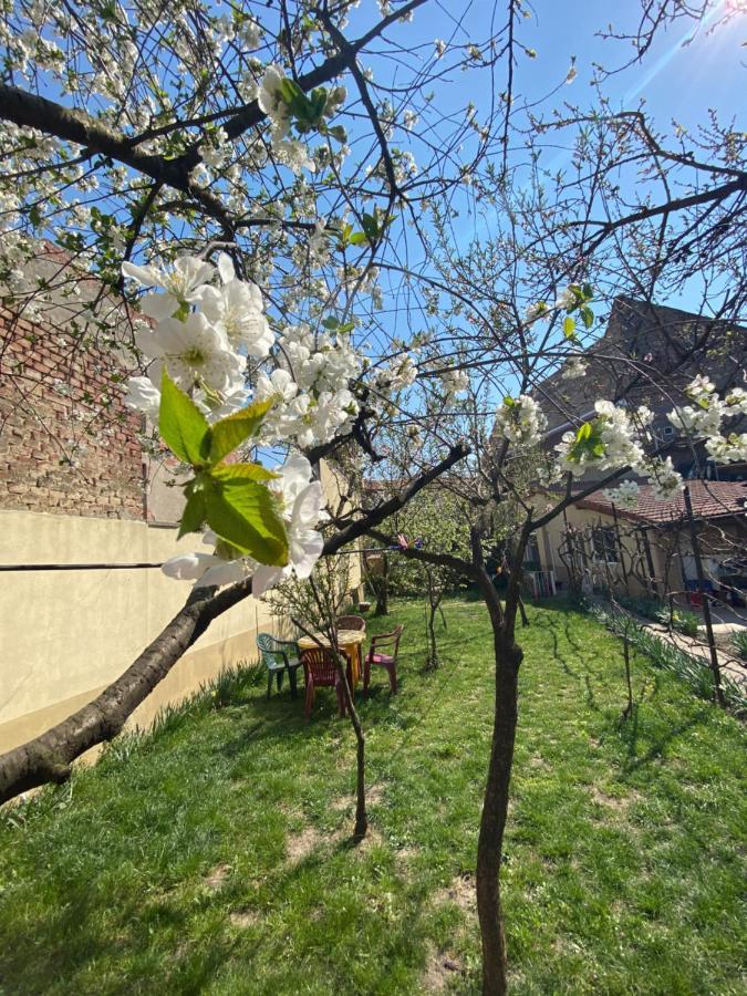 Zen House Hostel Timisoara Exterior photo